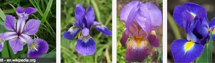 鸢尾花